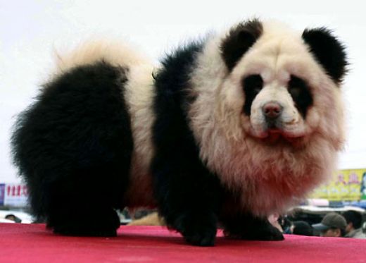 The following are puppies trimmed up and dyed to look like pandas!