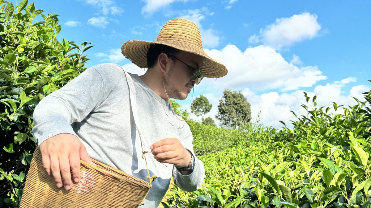 Tea Picking in China's Tea Capital: Pu'er on a sunny October afternoon in Yunnan, travel in Yunnan, Pu-erh Tea