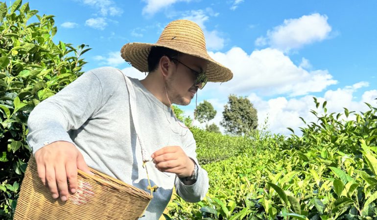 Tea picking in a tea plantation in Pu'er, Yunnan