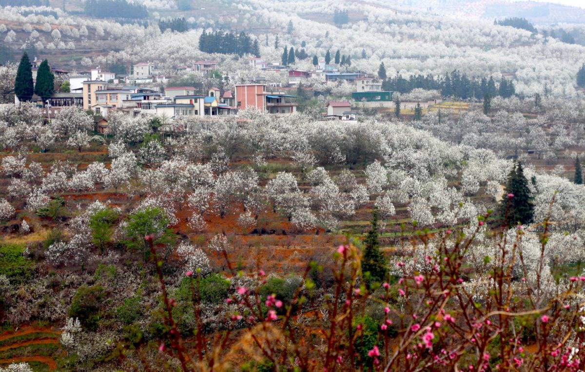 Pear Blossom Valley in Jiajie