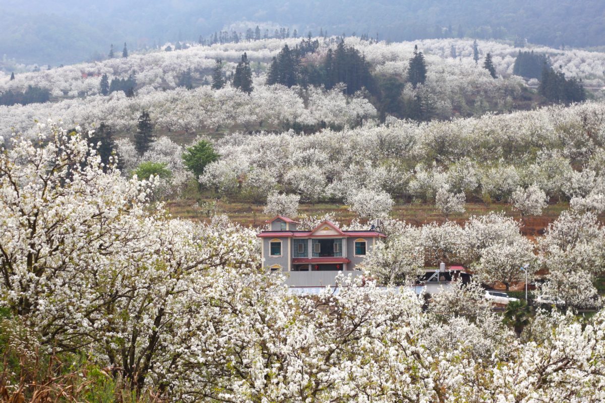 Buildings in Jiajie become engulfed by pear blossoms in the spring