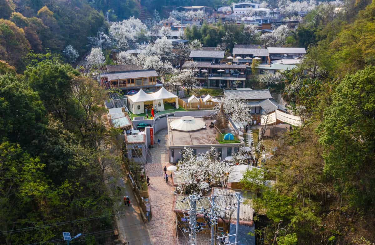 Pear Blossoms in Yunnan Burst into Full Bloom, Honghe Prefecture in southern Yunnan, Shaochong